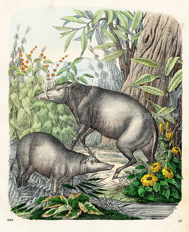 Babirusas Chromolithograph 1860年